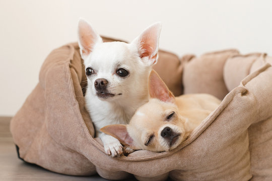 Two lovely, cute and beautiful domestic breed mammal chihuahua puppies friends lying, relaxing in dog bed. Pets resting, sleeping together. Pathetic and emotional portrait. Father and daughter photo.