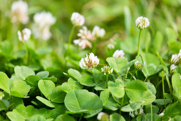 Flowers on clover in spring
