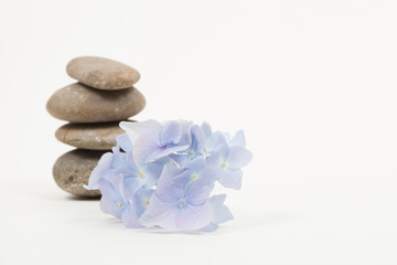 Fototapeta na wymiar Set of blue flower on pebble