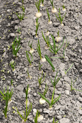 Saplings of onion in the garden in the spring