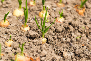 Saplings of onion in the garden in the spring