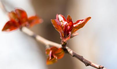Young red leaves on branches in spring