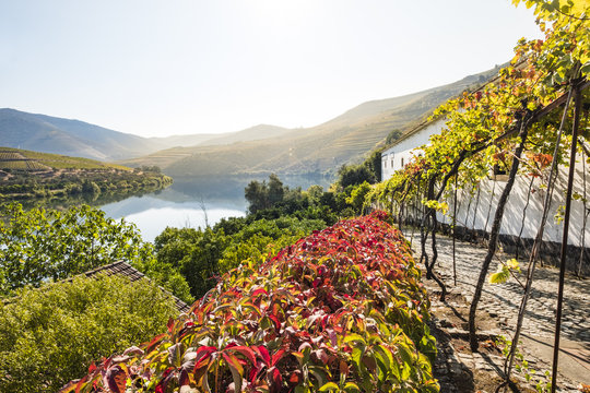 Landscape in the Douro River, Alto Douro Wine Valley
