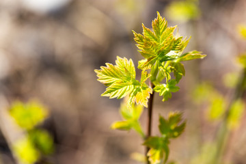 Young green leaves on branches in spring