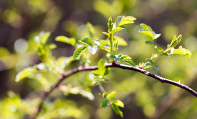 Young green leaves on branches in spring