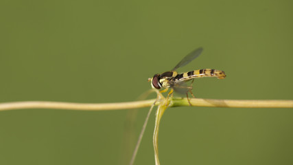 Mouche des champs jaune et noire sur une tige de plante. Insecte au corps fin et long imitant celui d'une guêpe.