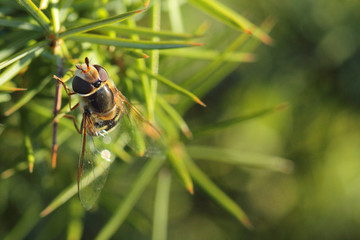 Mouche des forêts butinant sur une branche de pin. Insecte au corps jaune et noir imitant celui d'une guêpe.