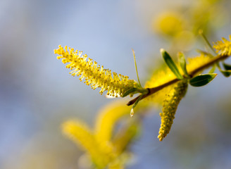 Yellow flowers on willow branches in spring