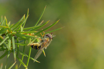 Mouche des forêts sur une branche de pin au printemps. Insecte au corps jaune et noir imitant...