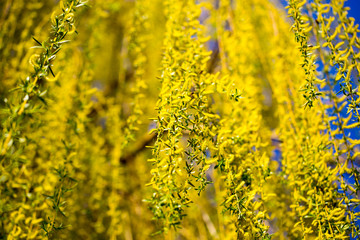 Yellow flowers on willow branches in spring
