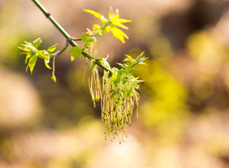 flowers on the branches of maple in spring