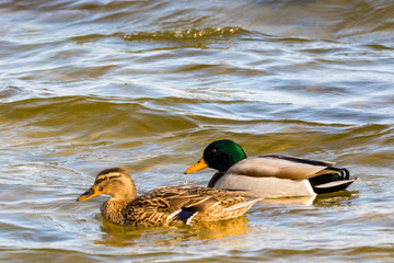 wild drake and ducks sailing along the river
