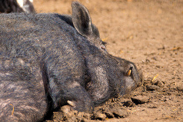mammal a boar animal sleeping on the ground