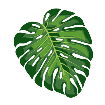  leaf tropical monstera