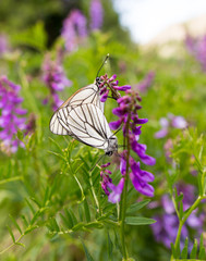 Two butterflies make love on a blue flower