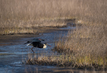 Woolly-necked stork (Ciconia episcopus)