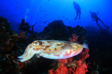 Pharaoh Cuttlefish and scuba diver