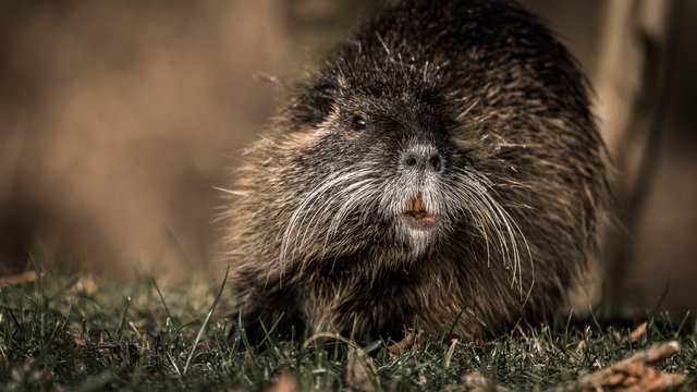 Bieberratte in Brandenburg
