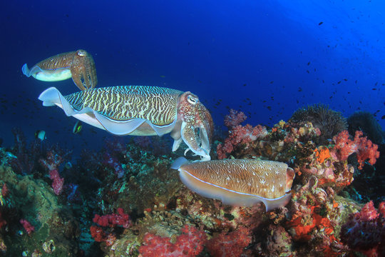 Pharaoh Cuttlefish Mating