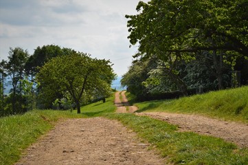 Path through the trees