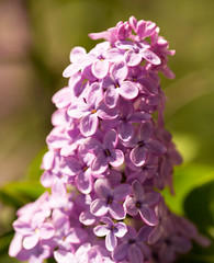 Lilac flowers on a tree in spring