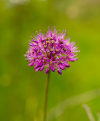 Beautiful violet flower in the wild