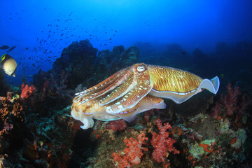 Pharaoh Cuttlefish mating