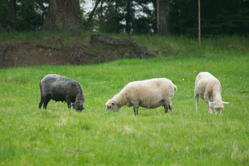 A herd of sheep is grazing on the green meadow on the Korteniemi Heritage Farm that is located in the Liesjärvi National Park, Finland, Europe