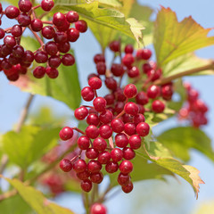 Gewöhnlicher Schneeball, Viburnum opulus, Früchte