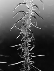 Black and white drawings on the glass in the frost