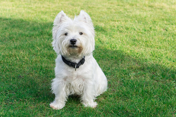 West Highland White Terrier in the garden