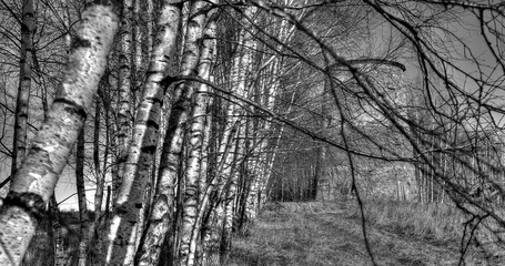 Wiatrak za brzozami © Adam