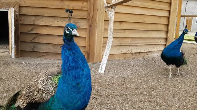Peafowl with huge bright tail grazing in a cage in poultry farm. Wild birds in captivity on a bird farm at St. Elizabeth women's monastery, Slavske district, Kaliningrad oblast, Russia