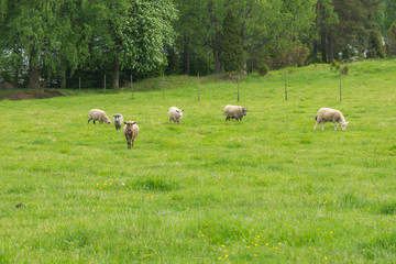 A herd of sheep is grazing on the green meadow on the Korteniemi Heritage Farm that is located in the Liesjärvi National Park, Finland, Europe