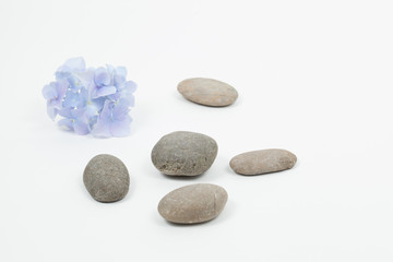Set of blue flower on pebble