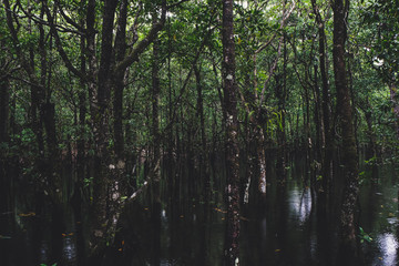 Dane Tree Exploration