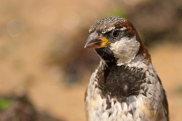 Sparrow