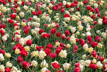 colorful tulips flowers blooming in a garden