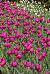 purple tulips flowers blooming in a garden