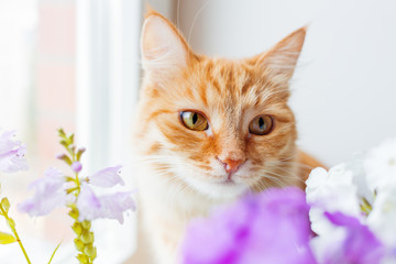 Cute ginger cat smelling a bouquet of flowers. Cozy spring morning at home.