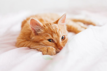Naklejka premium Ładny kot imbir leżący w łóżku. Puszysty zwierzak patrzy ciekawie. Bezpański kociak śpi na łóżku po raz pierwszy w życiu. Przytulne tło domu, poranna pora snu.