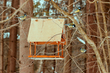 bird, nature, wood,