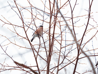 Natural winter background - frozen branches and female bullfinch. Russia.