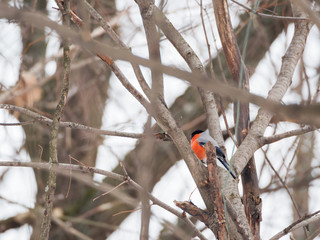 Natural winter background - frozen branches and male bullfinch. Russia.