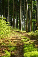 Way in the beech wood