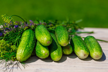 Fresh cucumber and bunch of spices on wooden table