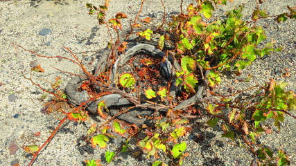 Vines in Santorini
