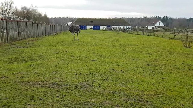 Domesticated wild Australian ostrich grazing on a green meadow in an aviary on a poultry farm. Wild birds in captivity on a bird farm