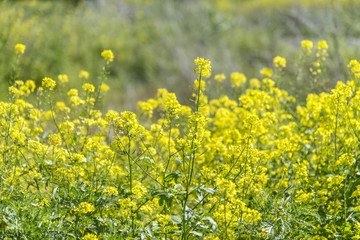 Fototapeta premium Yellow daisy flowers