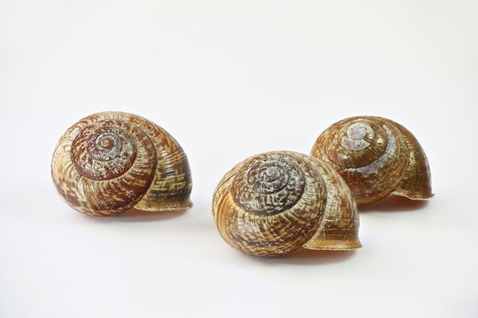 Land snail shell, Arianta arbustorum